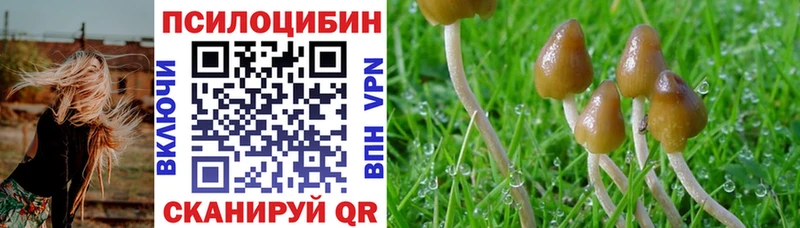 Купить где  Тюмень  Галлюциногенные грибы Psilocybine cubensis 